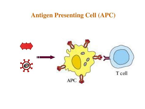 PPT - Antigen-presenting cells and antigen presentation PowerPoint ...