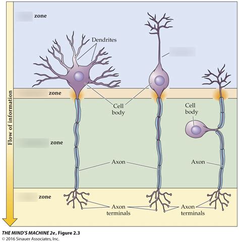 Multipolar Neuron Input Zones