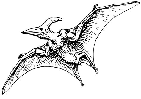 Desenhos De Pterod Ctilo Para Colorir E Imprimir Colorironline 7936