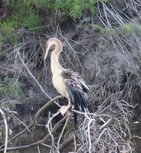 Darter with cream-coloured neck | Birds in Sydney