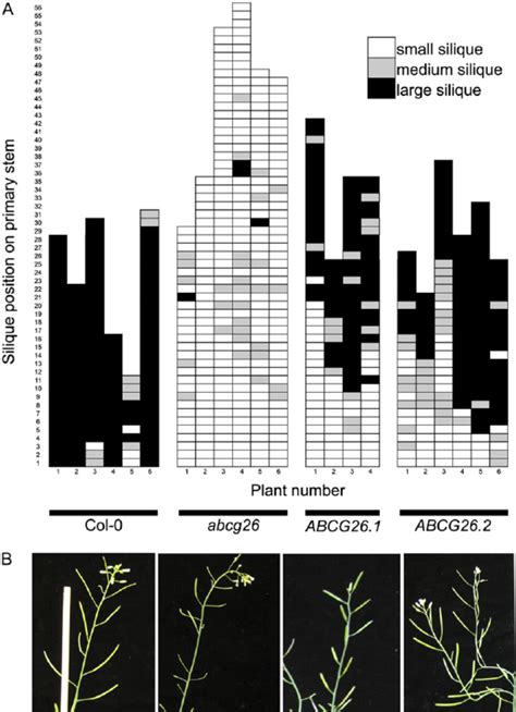 Genetic Complementation Of The Abcg26 1 Mutation A Characterization