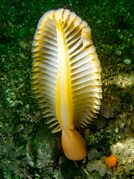 220 Pluma De Mar Cnidario Fotos Fotografías De Stock Fotos E Imágenes