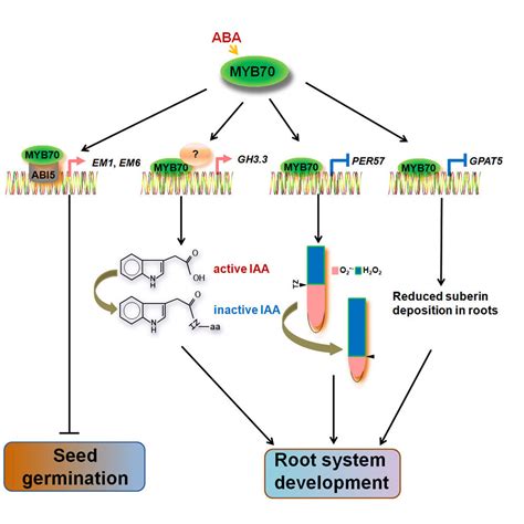 Myb Transcription Factor Modulates Arabidopsis Seed Germination And