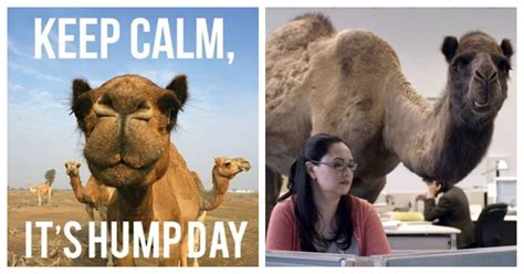 30 Inspiring Hump Day Motivational Work Quotes To Help You Get Through