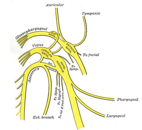 Where Is The Vagus Nerve Vagus Net