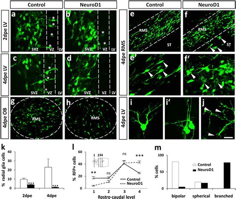 NeuroD1 Induces Terminal Neuronal Differentiation In Olfactory