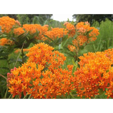 Asclepias Tuberosa Butterfly Milkweed Natural Communities Llc