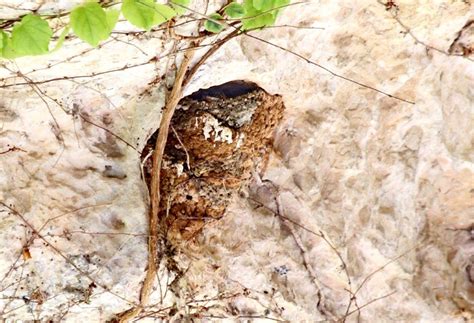 House Martin nest with young – Birds are our Story