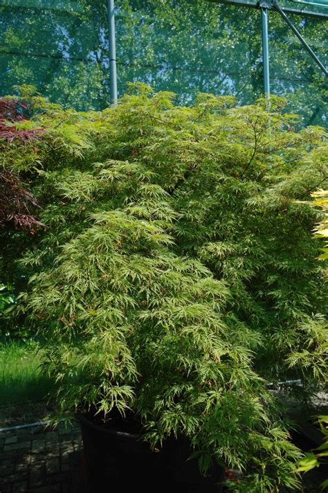 Acer Palmatum Dissectum Viridis Goedkopeolijfbomen Nl