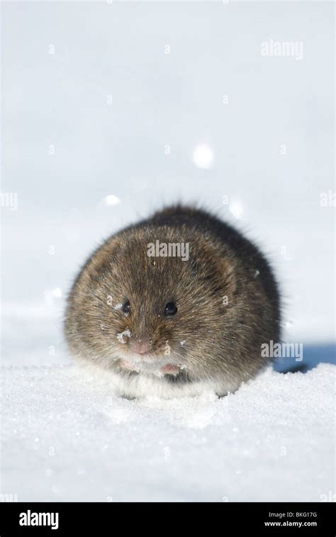 Meadow vole hi-res stock photography and images - Alamy