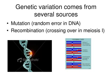 Ppt Genetic Variation Within Populations Powerpoint Presentation