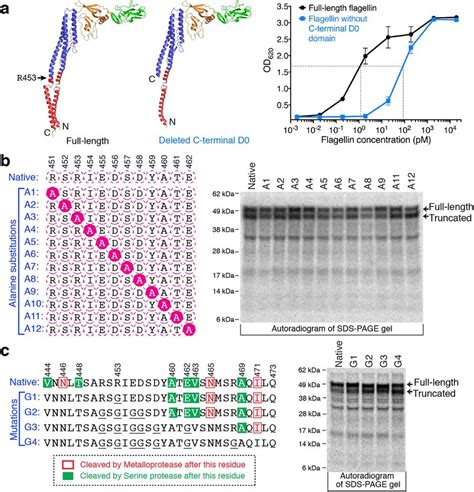 Analysis Of Flagellin Proteolysis A Bioactivity Assay Of Full Length