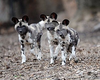 African Wild Dog Pups Stock Photo | CartoonDealer.com #18639114