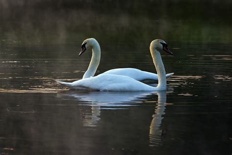 Cisnes Pareja Aves Foto Gratis En Pixabay Pixabay