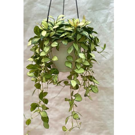 Hoya Heuschkeliana Variegata In Hanging Pot Thegreenstack