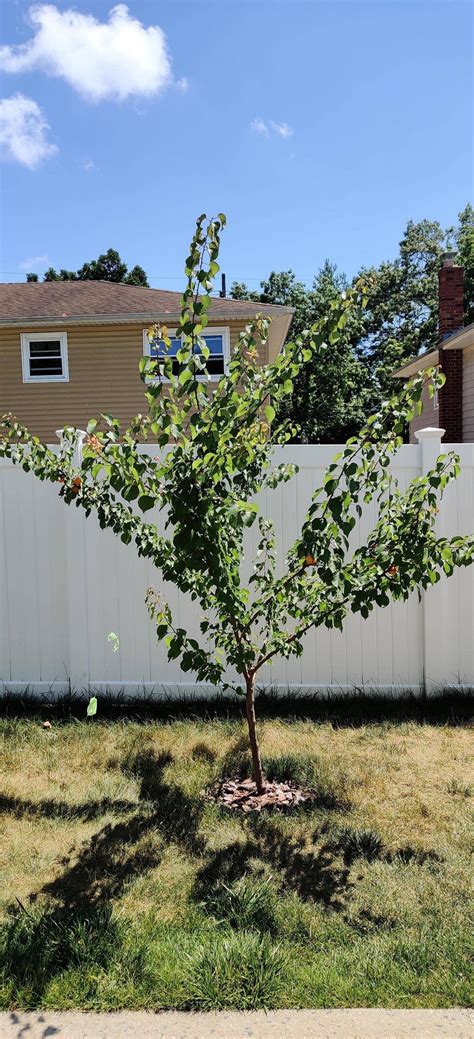 Costco Apricot Tree (fruiting the first year) : r/Costco