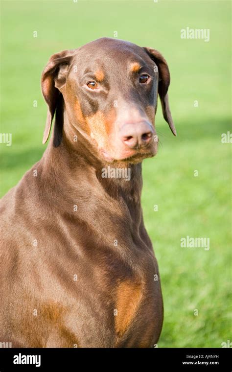 Brown Red Doberman Pinscher Stock Photo Alamy