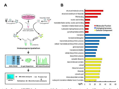 Figure From Characterization Of The Translationally Controlled Tumor