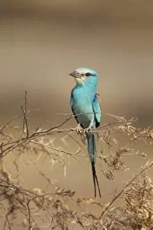 Abyssinian Roller (Rollers, Coraciiformes, Birds)