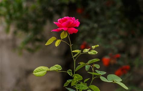 Il Miglior Momento Per Piantare Le Rose Scopri Quando E Come Farlo