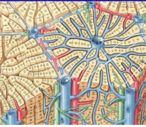 Hepatic Sinusoids Diagram Quizlet