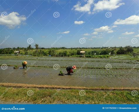 Campo Y Trabajadores Del Arroz De Bali Foto De Archivo Imagen De