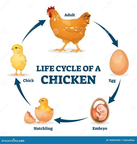 Ciclo Di Vita Di Unillustrazione Del Vettore Di Pollo Processo