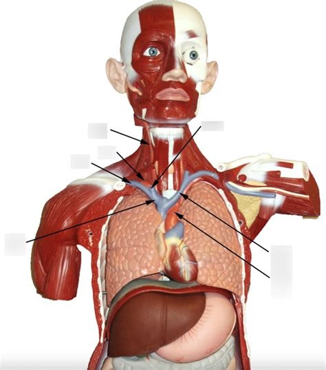 Lesson 5 Blood Vessels Pt 5 Diagram Quizlet