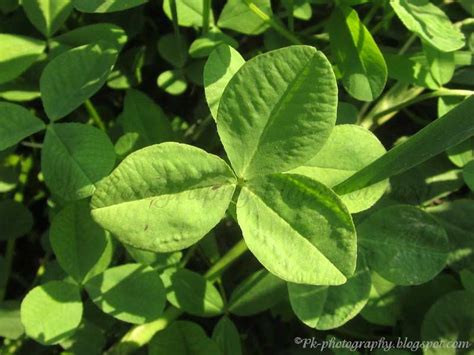 Three Leaf Clover Nature Cultural And Travel Photography Blog