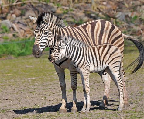 Zebra Foal’s First Spring at Tiergarten Delitzsch - ZooBorns