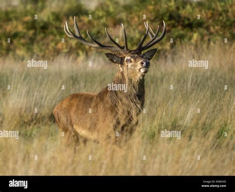 Red Deer Stag Cervus Elaphus At Richmond Park Stock Photo Alamy