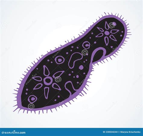 Paramecium Caudatum ícone De Desenho Vetorial Ilustração Do Vetor Ilustração De Microrganismo