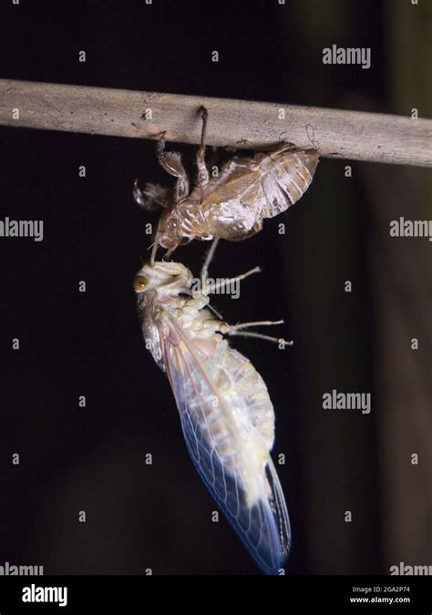 A Cicada Hangs Upside Down From A Branch And Molts At Night Puntarenas