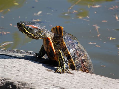 The Lowdown On Red Eared Sliders Everything You Need To Know