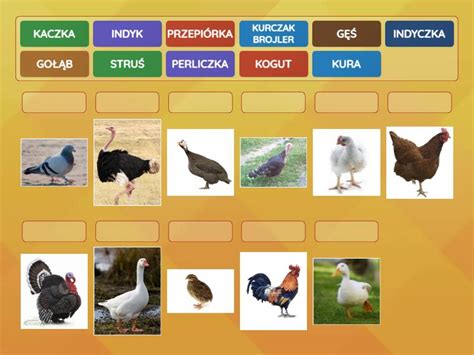 rodzaje drobiu match