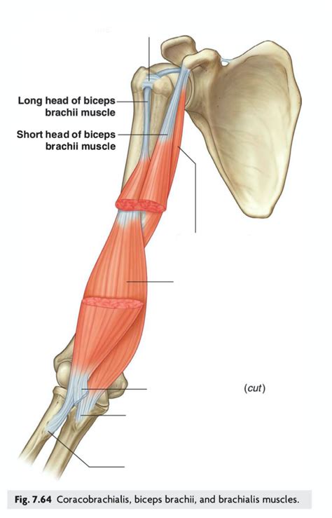 coracobrachialis muscle Diagram | Quizlet