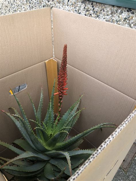 Aloe Arborescens Sudafricana Foglia Larga Passione Aloe