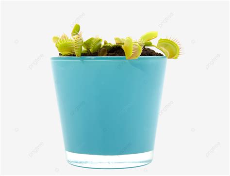 Maceta Azul Con Planta Atrapamoscas Dionaea PNG Maceta Emboscada