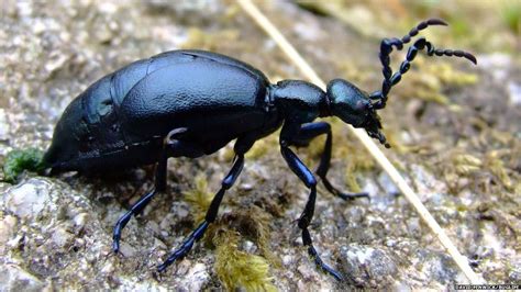 Bbc News Under Threat Beetle Found In Woodland In Devon And Cornwall