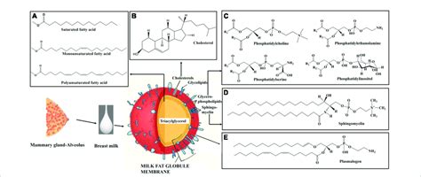 schematic diagram  milk fat globule   structure