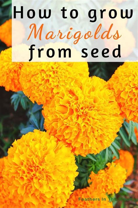 How To Grow Marigolds From Seed Growing Marigolds Planting Marigolds