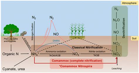 Major Processes Of The Nitrogen Cycle The Classical Nitrification Was