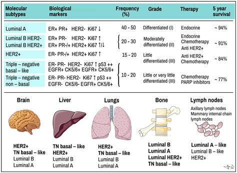 Cancers Free Full Text Classic And New Markers In Diagnostics And