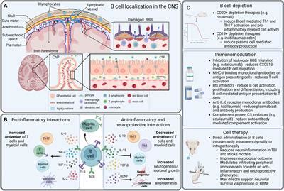 Frontiers Intruders Or Protectors The Multifaceted Role Of B Cells