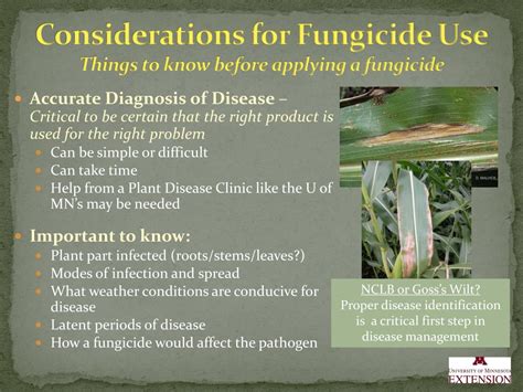 Ppt Fungicides 101 Basics And Use In Minnesota Powerpoint