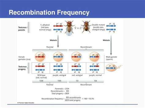 Ppt Genes Chromosomes And Human Genetics Powerpoint Presentation