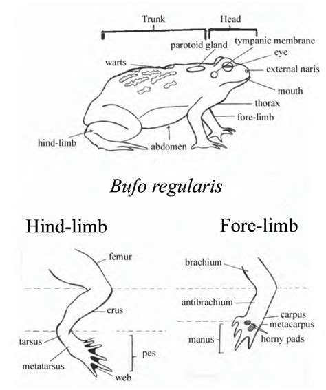 SOLUTION: Anatomy of frog drawings - Studypool