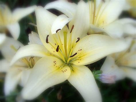 Flowers Flower Petals Close Up Lily Stamens Hd Wallpaper Pxfuel