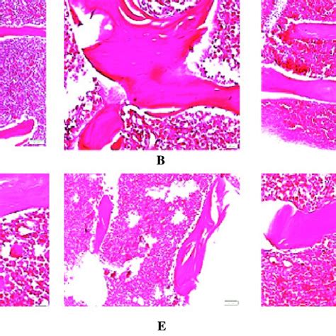 Histology characterization (HE stain) of the rat femoral diaphysis ...