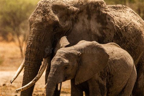 Elephant family stock photo. Image of adventure, mammal - 269936506